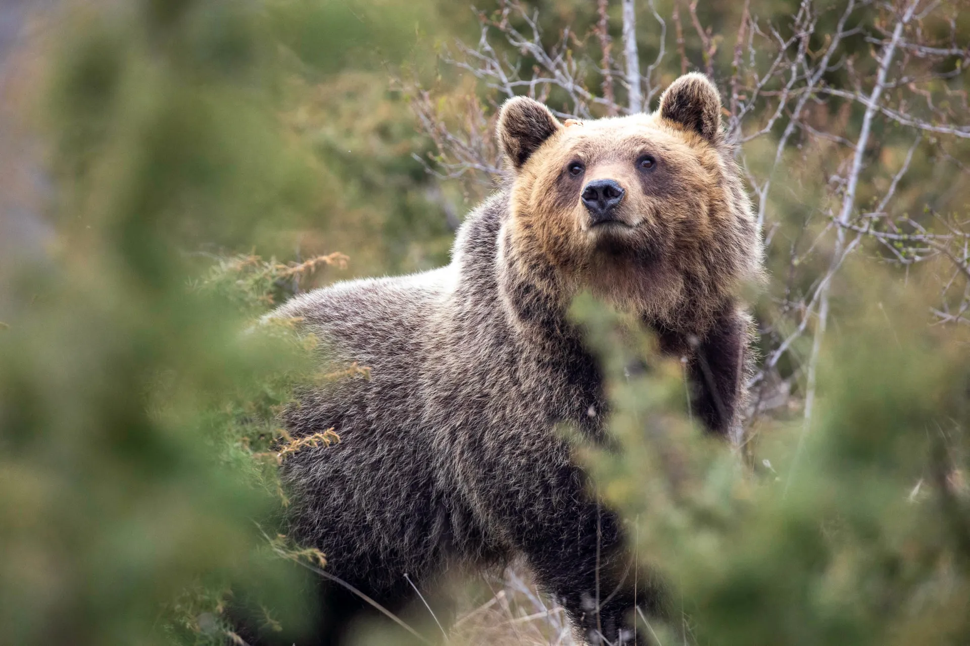 Are Italian Bears Evolving to Be Too Nice? Scientists Say 'Friendly' Genes Might Save — or Doom — a Species