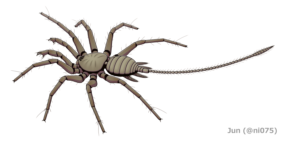 illustration of a spider with a tail illustration of a spider with a tail