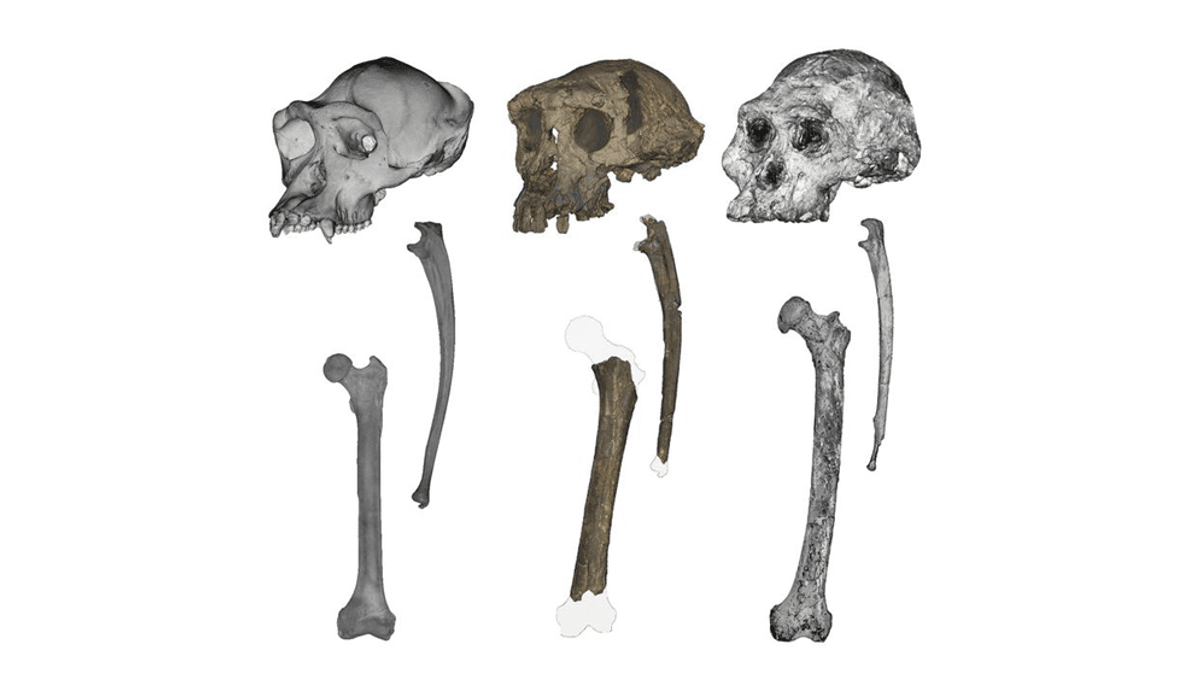 Mysterious 7-Million-Year-Old Ape May Be Earliest Hominin To Walk On Two Feet