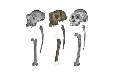 Crania, ulnae, and femora of (left to right): a chimpanzee, Sahelanthropus, and Australopithecus.   