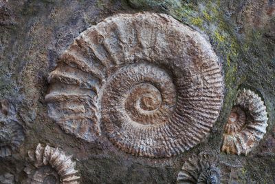 A slab of stone with one large spiral ammonite fossil and three little ones in it