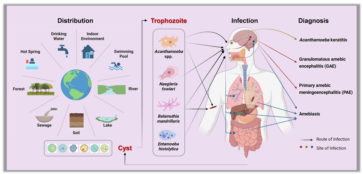 illustration of the different water and soil environments where amoebae live, along with diagrams of the trophozoite stages of four different species, next to an annotated human body showing where they cause disease illustration of the different water and soil environments where amoebae live, along with diagrams of the trophozoite stages of four different species, next to an annotated human body showing where they cause disease