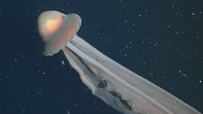 Screenshot of underwater ROV footage showing a giant phantom jellyfish, a large, translucent jellyfish with a big bell and four long arms.