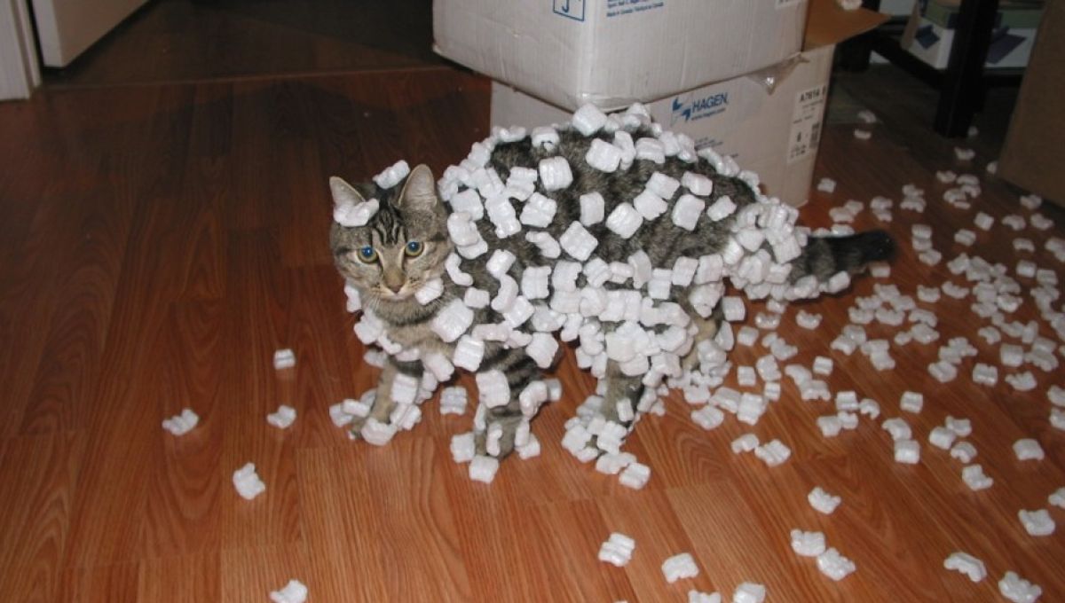 Cat Giving You Static Shocks? The Science Of Why Rests On Two Key ...