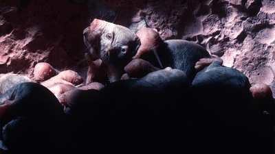 Naked mole rats, huddling in a burrow.