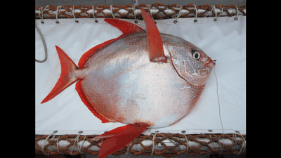 a moonfish, or opah, in a net