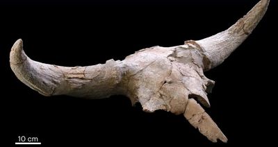 Skull from Des-Cubierta cave