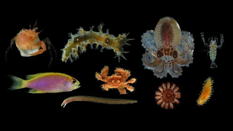 specimens collected by reef monitoring structures, including fish, sea slugs, crabs, and an octopus or squid.