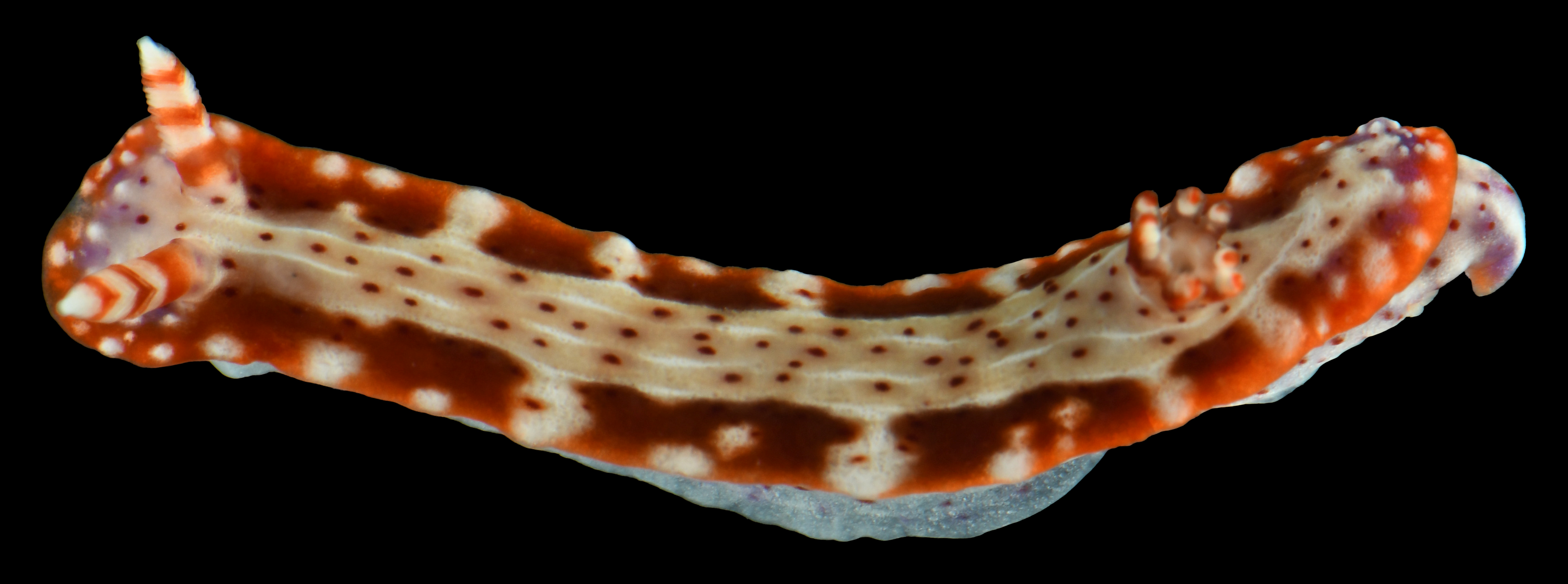 red and white spotted nudibranch