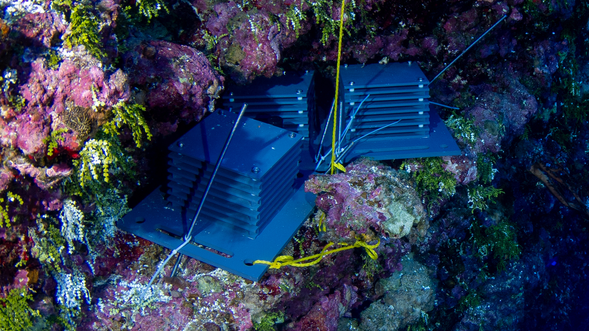 Stacks of one square foot PVC plates placed within a coral reef