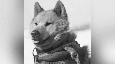 A dog in Antarctica.