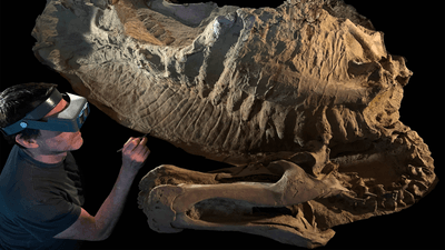 mummified dinosaur being looked at