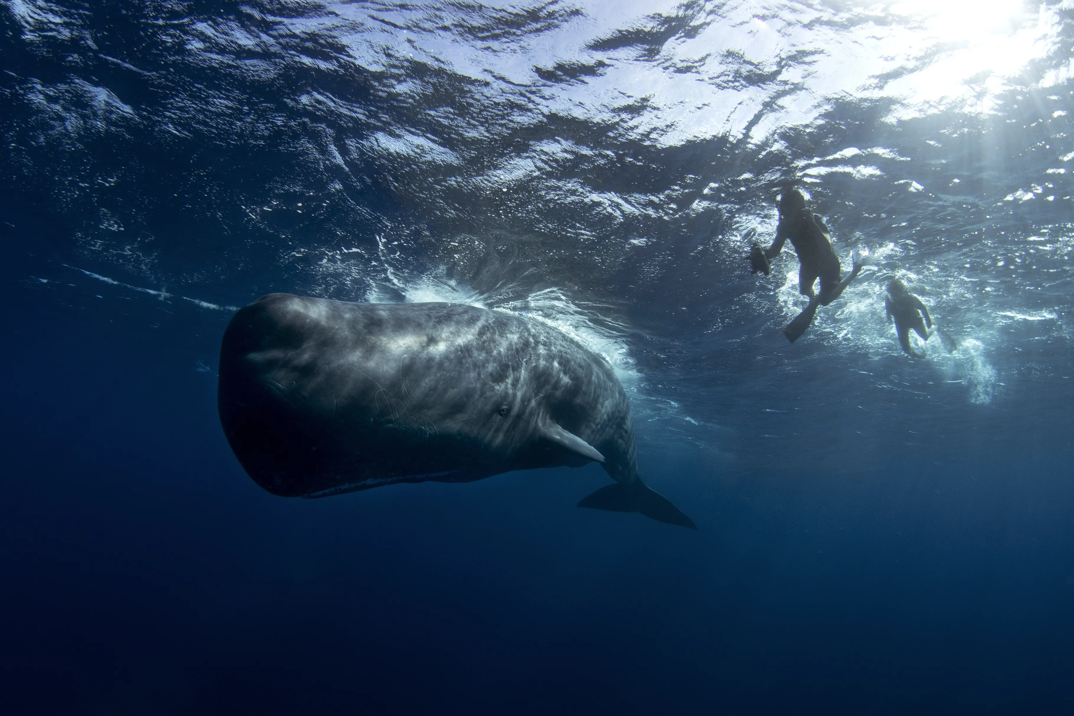 Why Are Sperm Whales Called Sperm Whales? | IFLScience