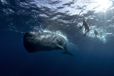 A sperm whale swimming the in the sea with human divers.