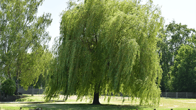 A willow tree in a park.