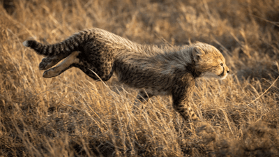 cheetah cub running it looks like a honey badger