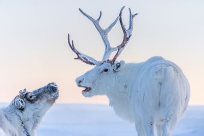 Reindeers covered in snow in Arctic landscape