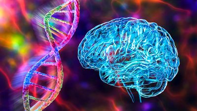 3D concept image with multicoloured DNA strand next to blue human brain outline