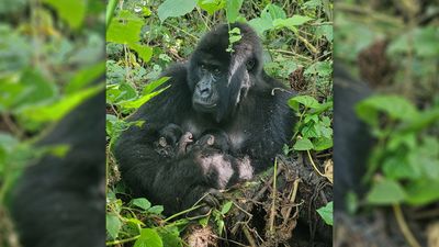 Twin gorillas recently born in the DRC.  