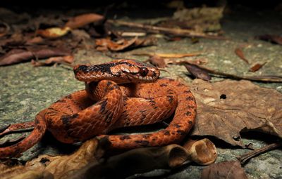 Iwasaki's snail-eater snake coiled with its head up