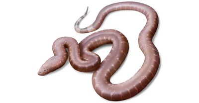 An artists's impression of a long snake witha pebbled reddish-brown skin and black, red and cream striped tail. It has a small head with beady dark eyes and priminant nostrils. 