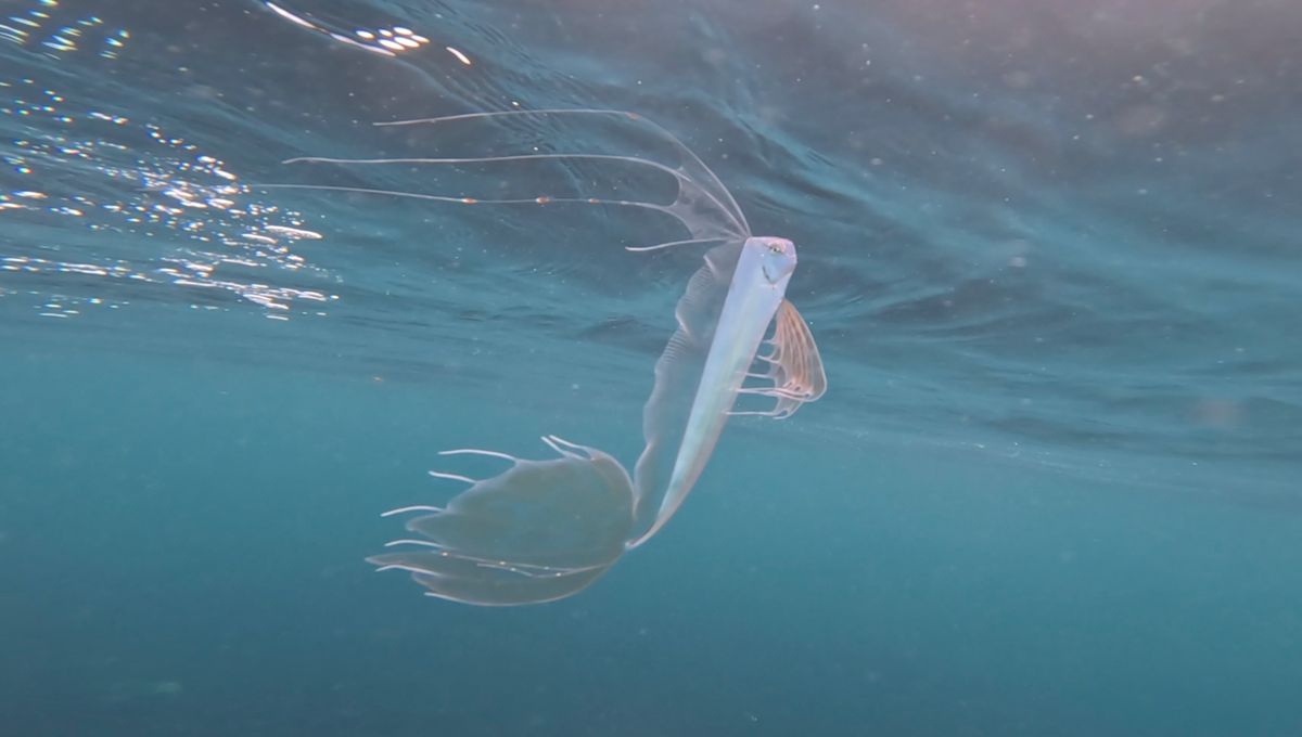 King-Of-The-Salmon Spotted In California's Monterey Bay In Rare Surface Encounter