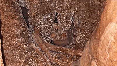 Altamura Man, a skull embedded in a cave wall covered in "cave popcorn".