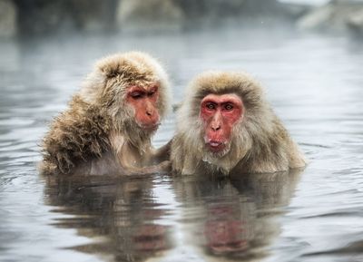 Two Japanese macaques up to their shoulders in water