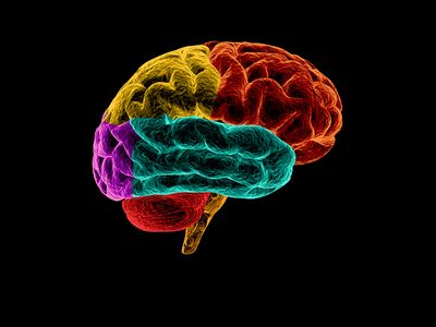 3D illustration of human brain with each lobe in a different color