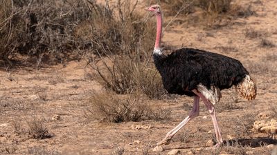 A red-necked ostritch photographed in Morocco.