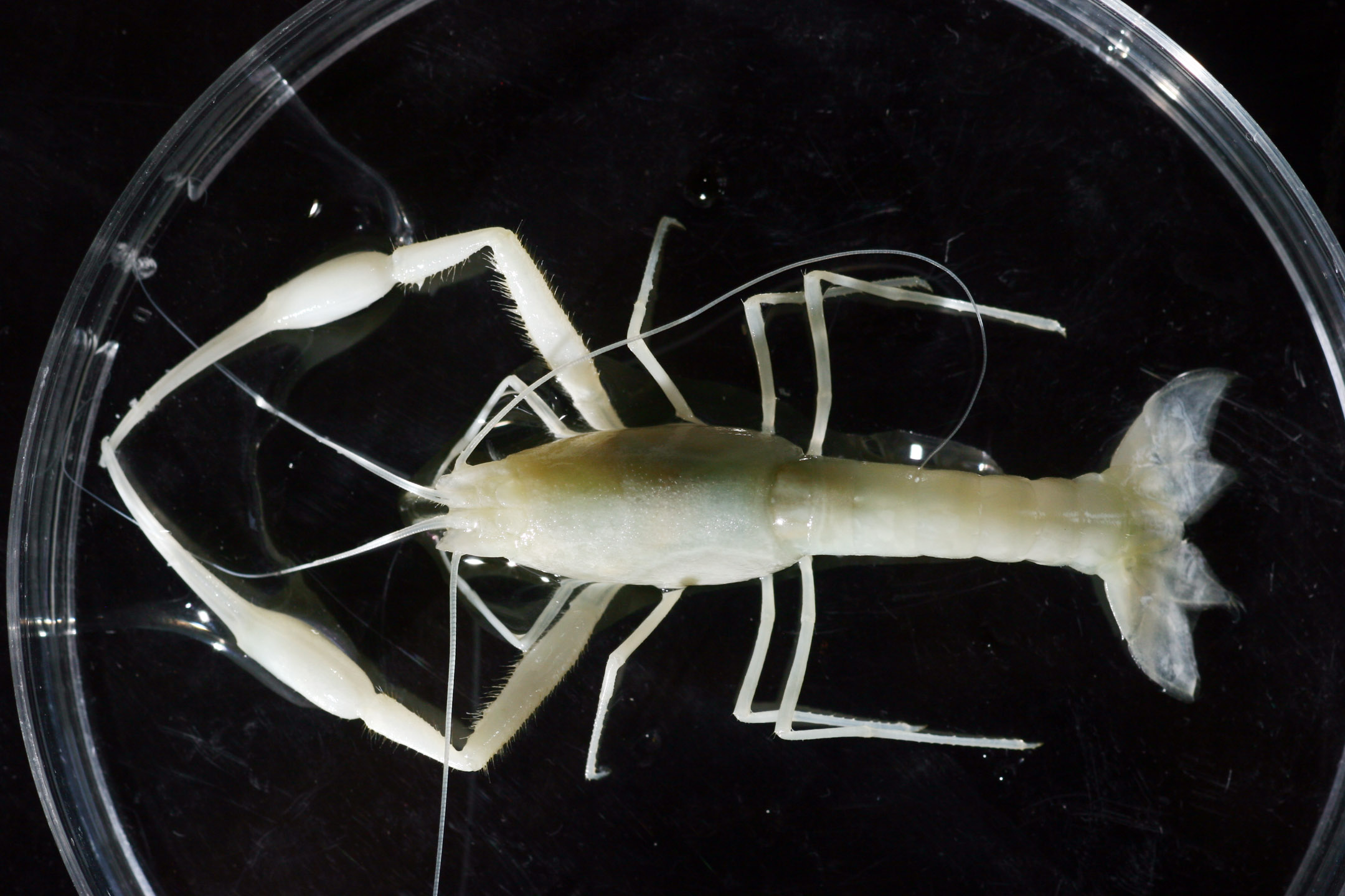 Typhlocaris ayyaloni, a white eyeless shrimp, sitting on a petri dish
