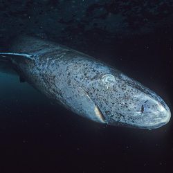 Close up image of a greenland shark taken at the floe edge of the Admiralty Inlet, Nunavut.