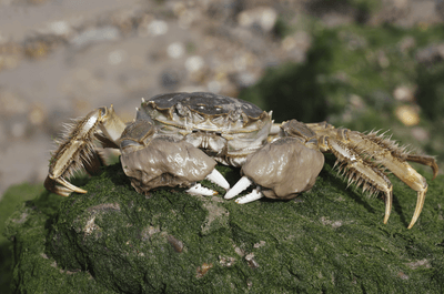 The Chinese mitten crab, a crab from China with mitten-like claws. Image credit: Erni/Shutterstock