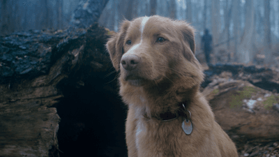 indy in the woods in good boy the movie