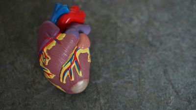 Model of a human heart