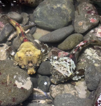 two rockhead poacher fish on some rocks