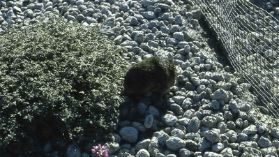 A gopher digging near Mount St. Helen's.