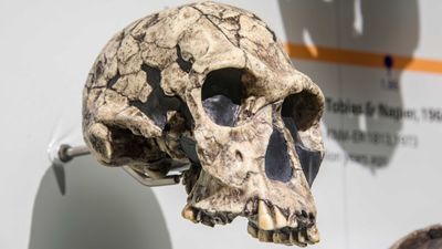 A replica of the skull of Homo habilis