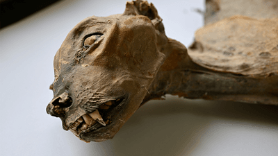 An incredible close up photo of a mummifed cheetah face showing the nose teeth and whiskers and well as the eyes. The rest of the body is cut off in the image..