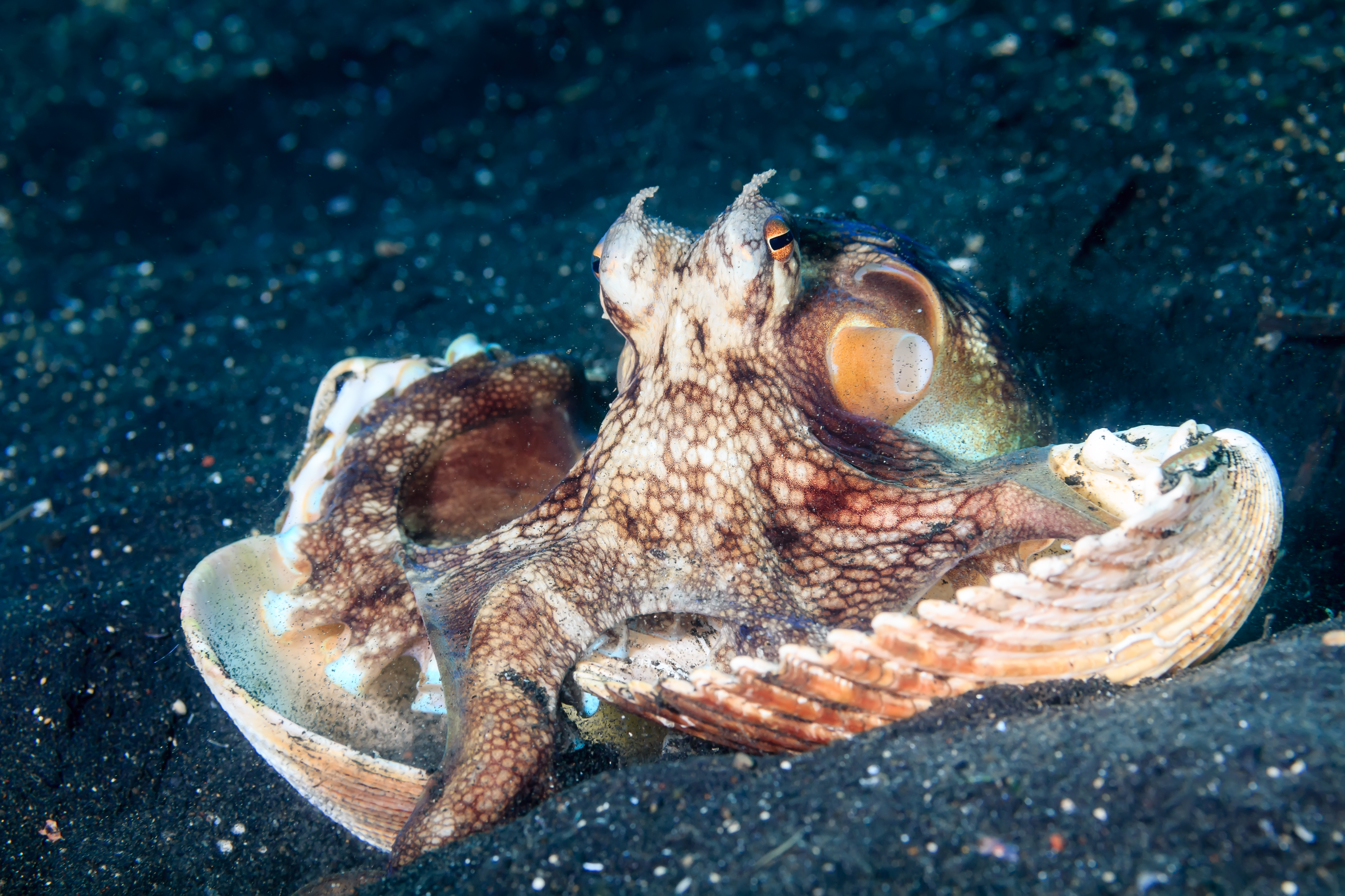 A veined octopus emerging out of its seashell.