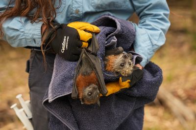 A rescuer wearing thick gloves holds two flying fox bats upside down in a towel
