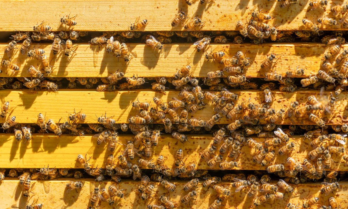 The Key To A Universal Interplanetary Language Might Be Hiding In The Brains Of Bees