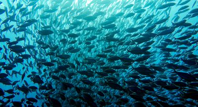 A school of fish swimming the blue ocean