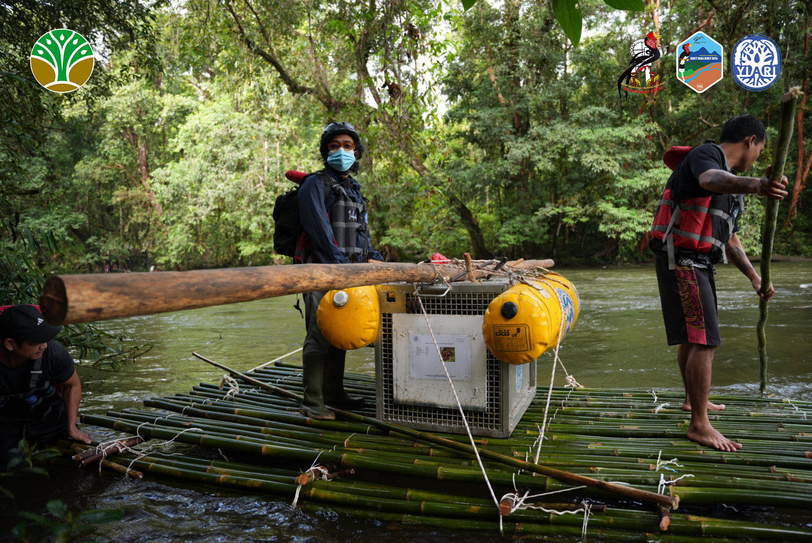 Two porters hold an orangutan inside a crate on a floating raft made of green branches.