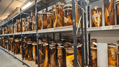 Specimens preserved in jars at the Natural History Museum.
