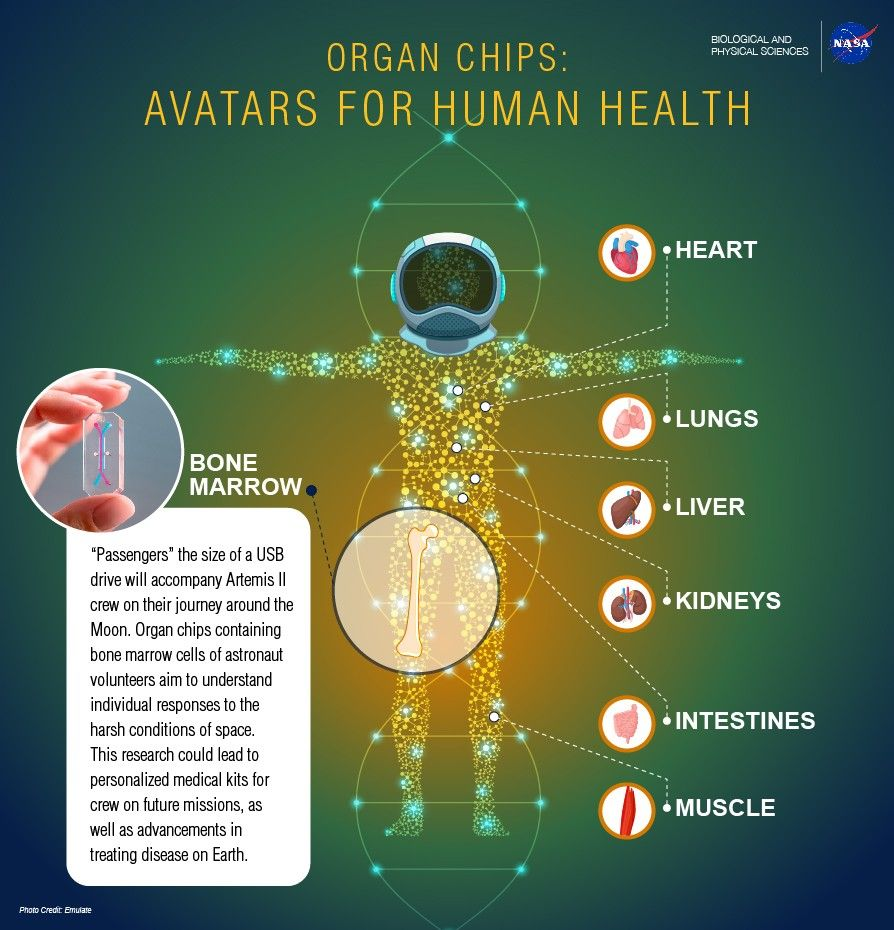 The ACATAR project will study bone marrow cells in space, with the hope of benefitting organs through much of the body.