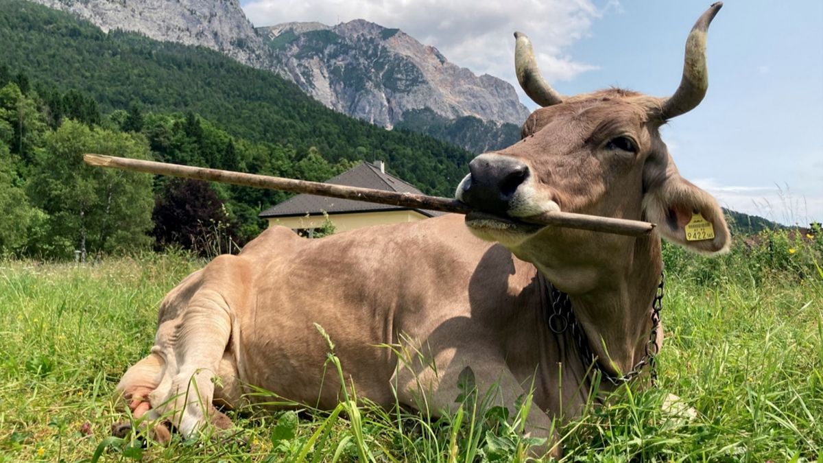 “We Didn't Even Think About Looking”: Broom-Wielding Veronika Shows Tool Use In Cows Isn't So Absurd After All