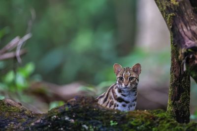 Leopard cat