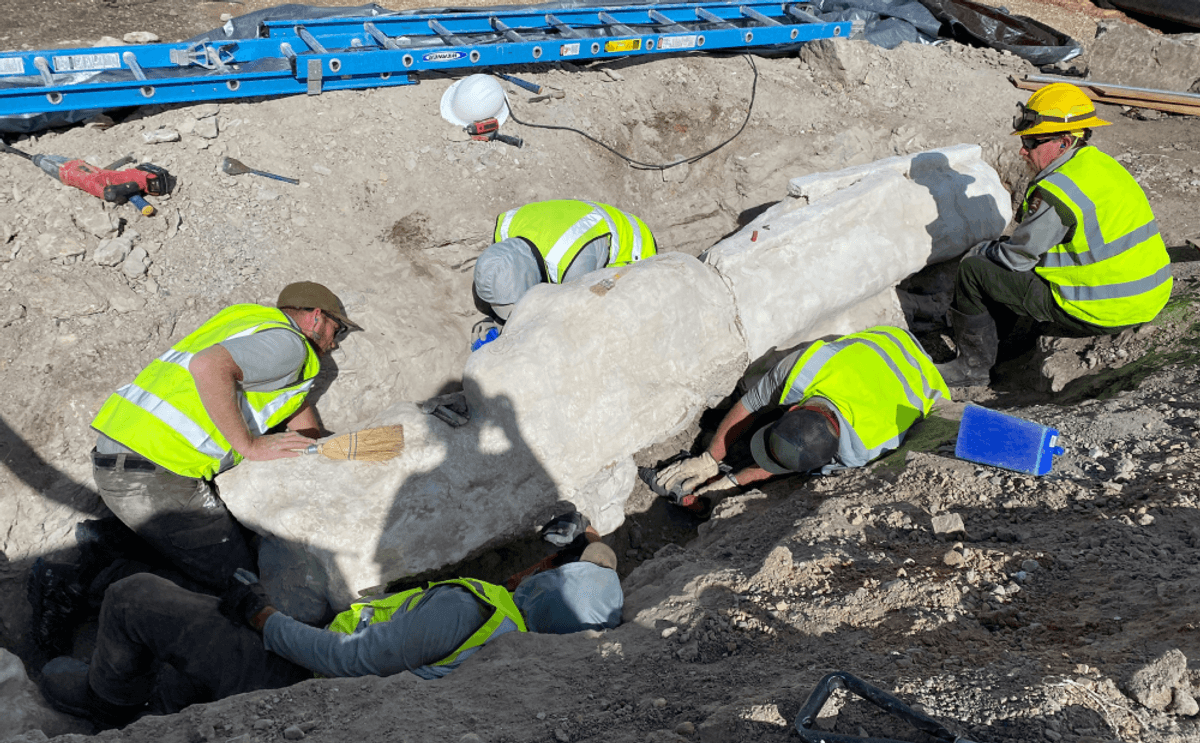Massive Fossils Unearthed In First Excavation At Dinosaur National Monument Park In Over 100 Years