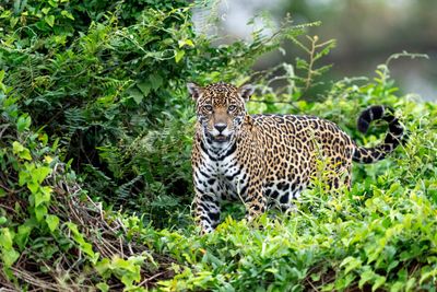 Jaguar in a green forest area